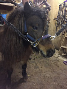 Meet your Posher, Morgan